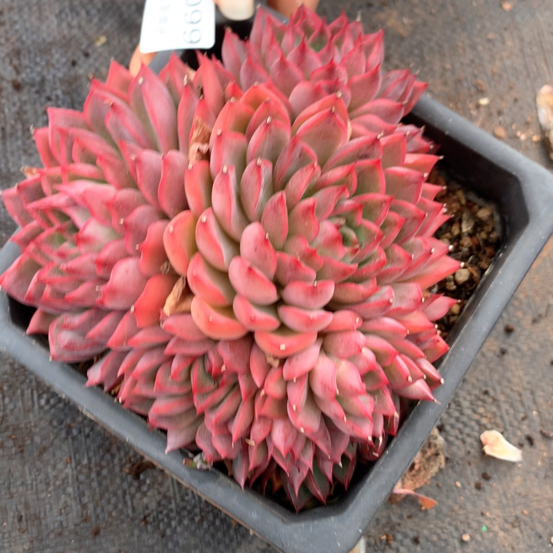 6600不包整散掉头不售后