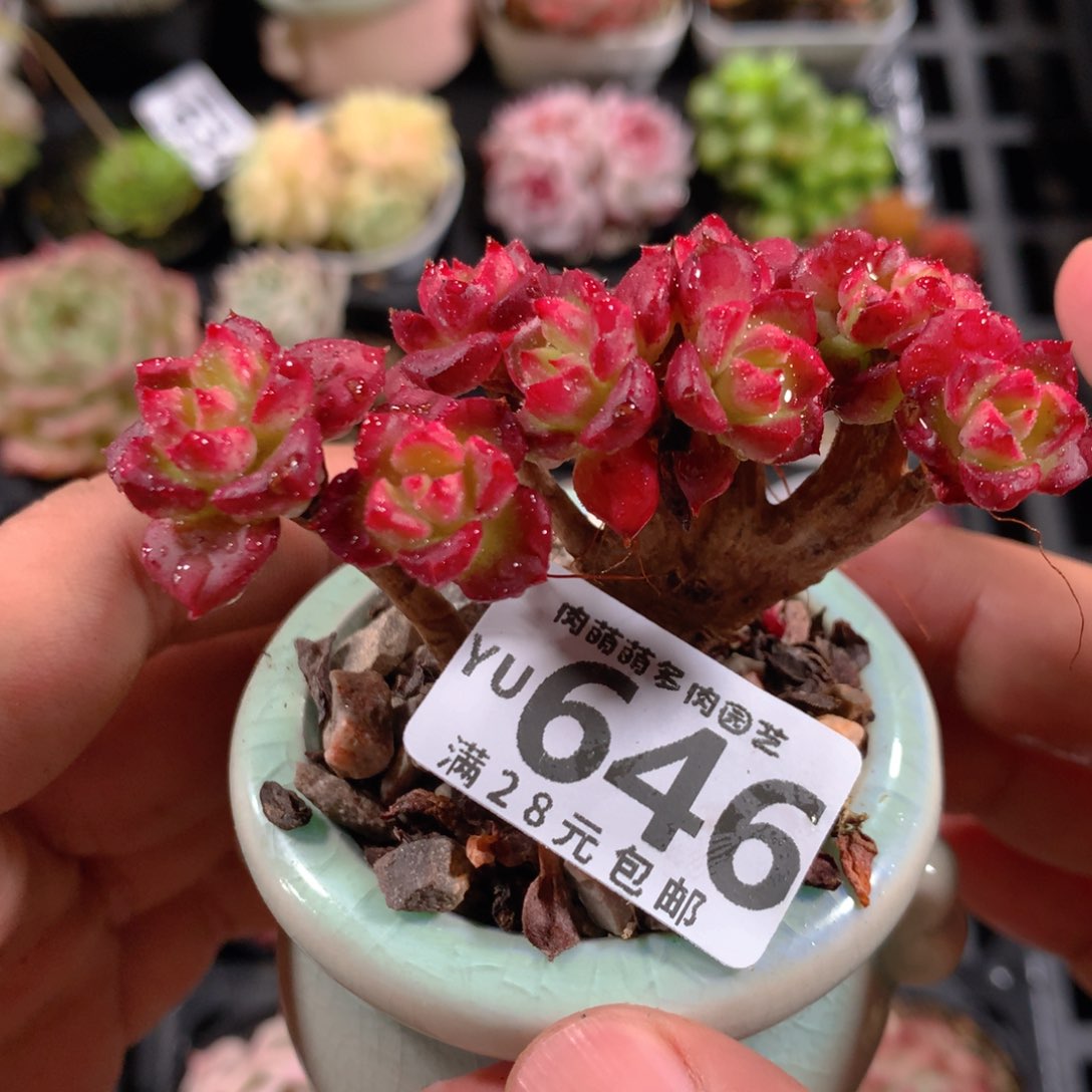 5CM拇指盆精控多肉YU646