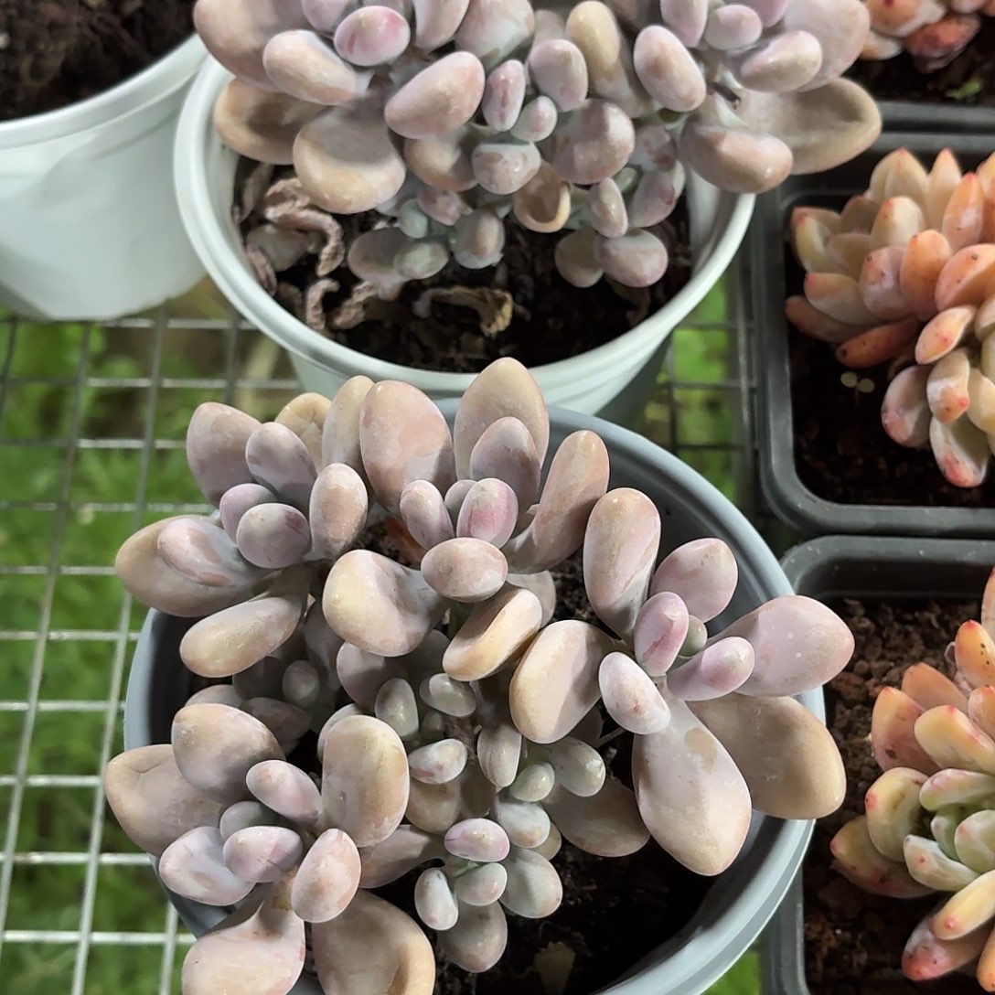 桃蛋群生12㎝盆参考