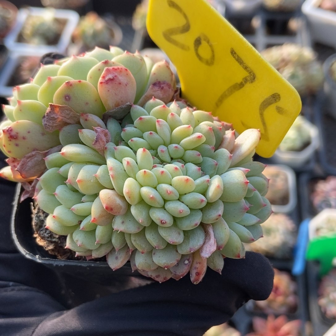 2075白胖子缀多肉植物保护