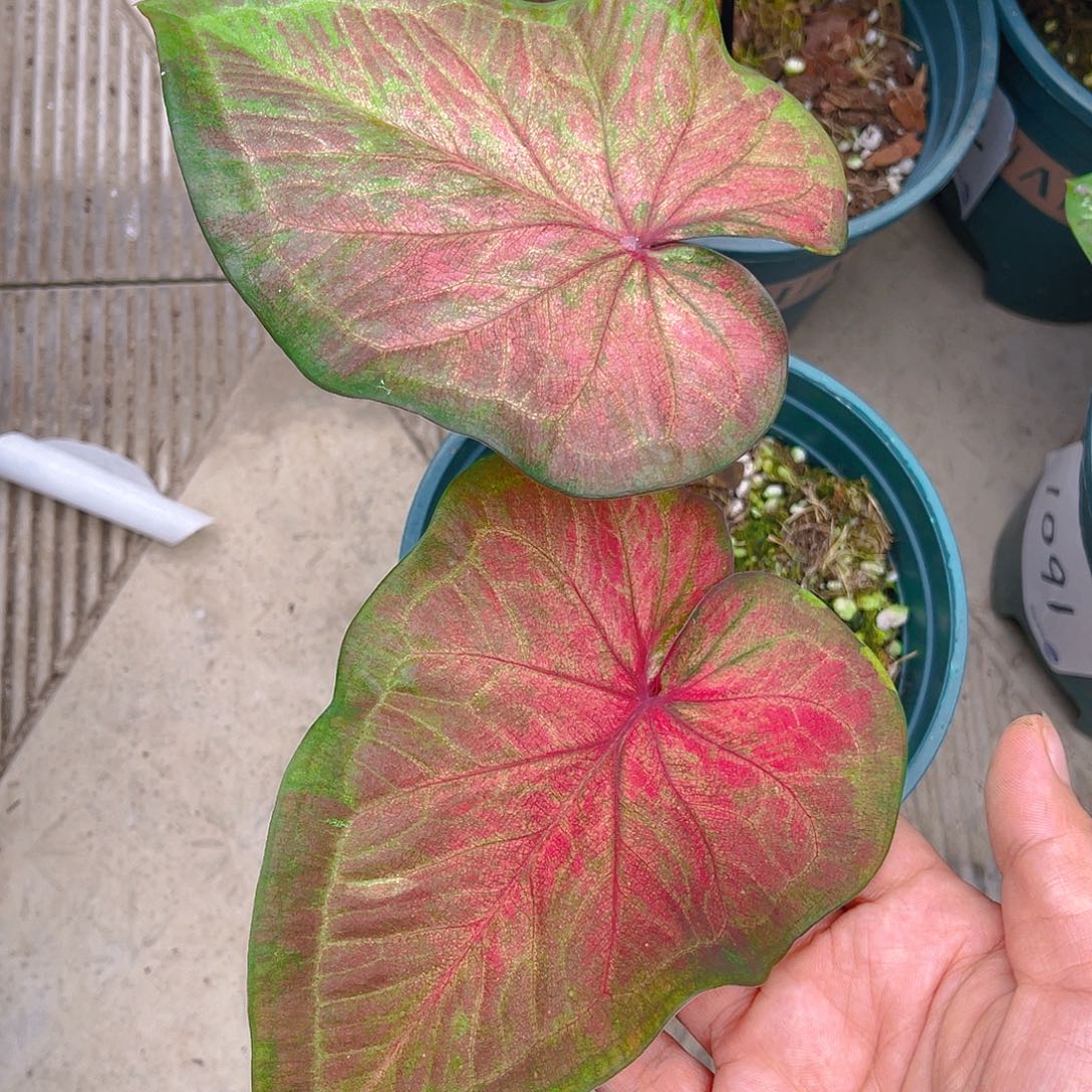 完全开放泰彩一物一拍1078