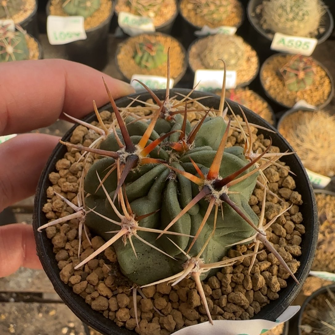 狂风 实生仙人球505