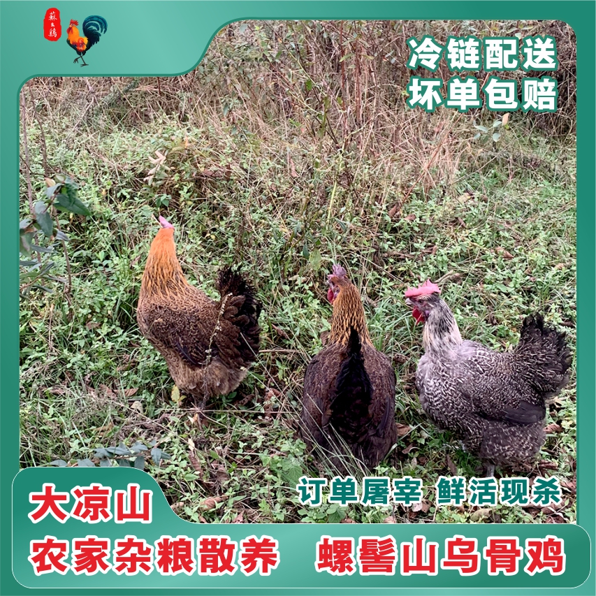 苏幺鸡杂粮散养老母鸡（全净膛）