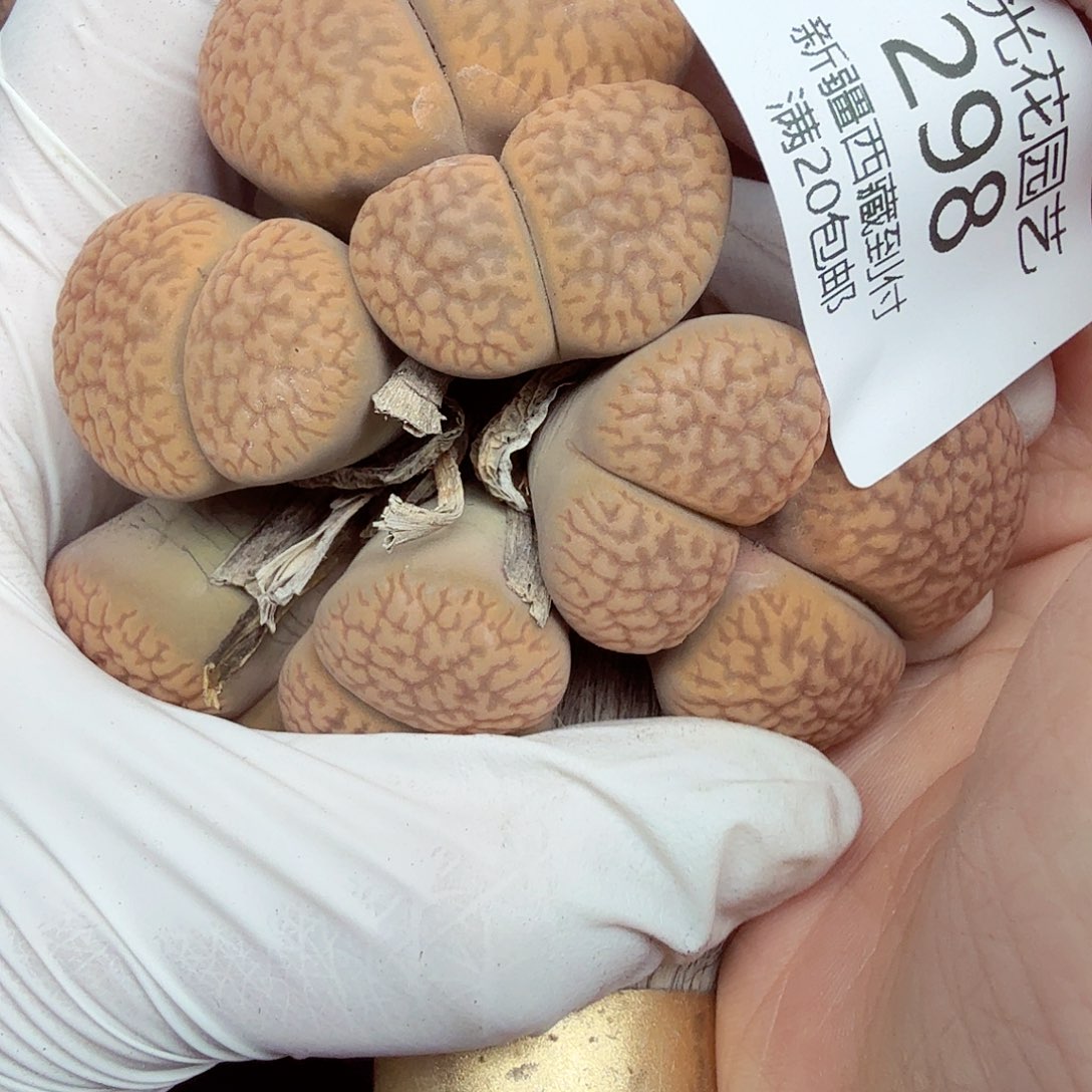 好喜欢看肖蘸在线采访笑吐298这个