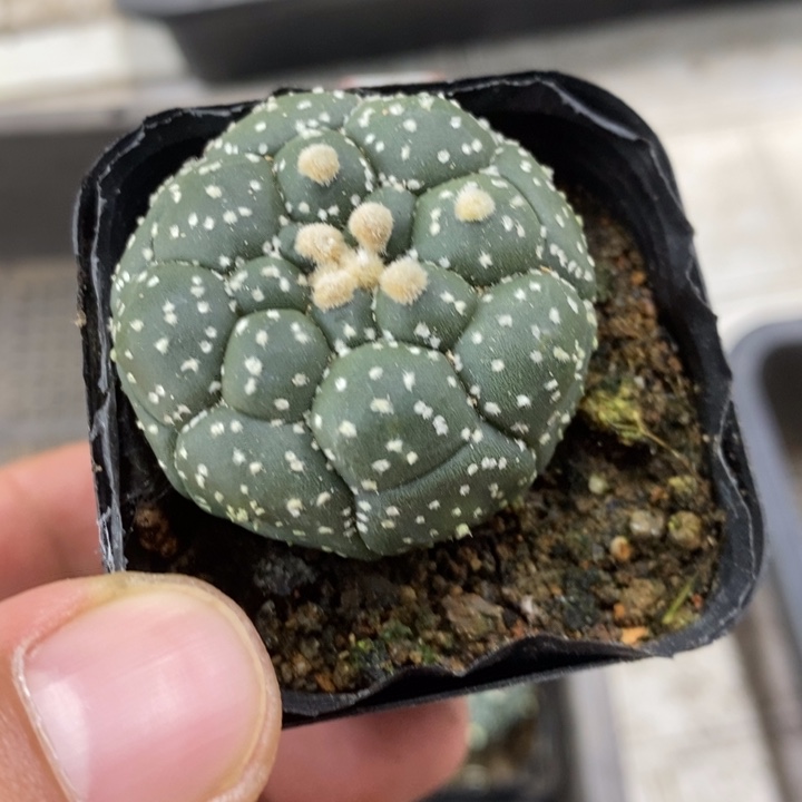 实生龟甲兜银纱特价