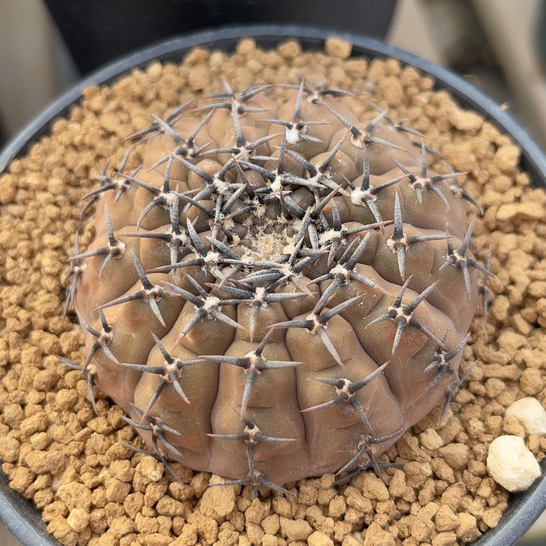 仙人球裸萼属黑刺凤头4.6厘米