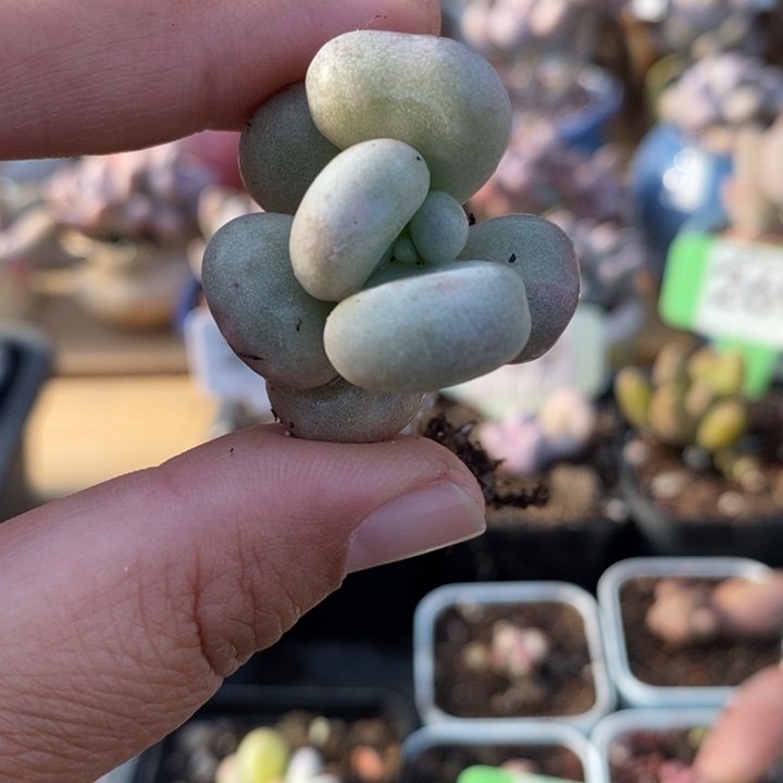 342油煎丸子锦，桩子上有锦啊啊啊