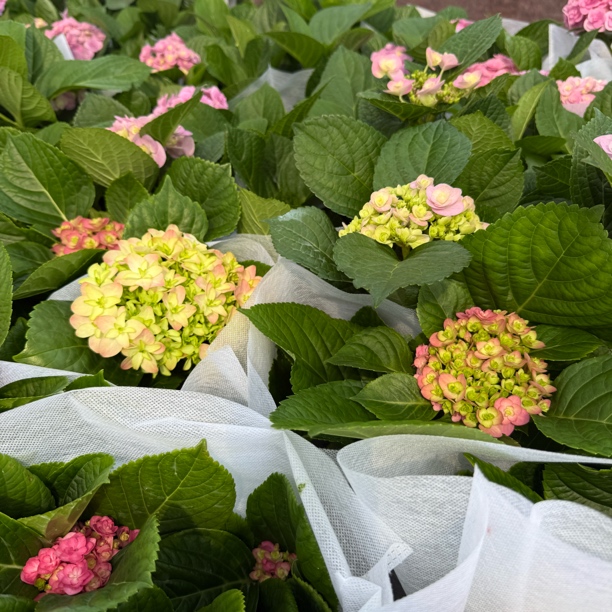 花语厘【亮红】带花苞