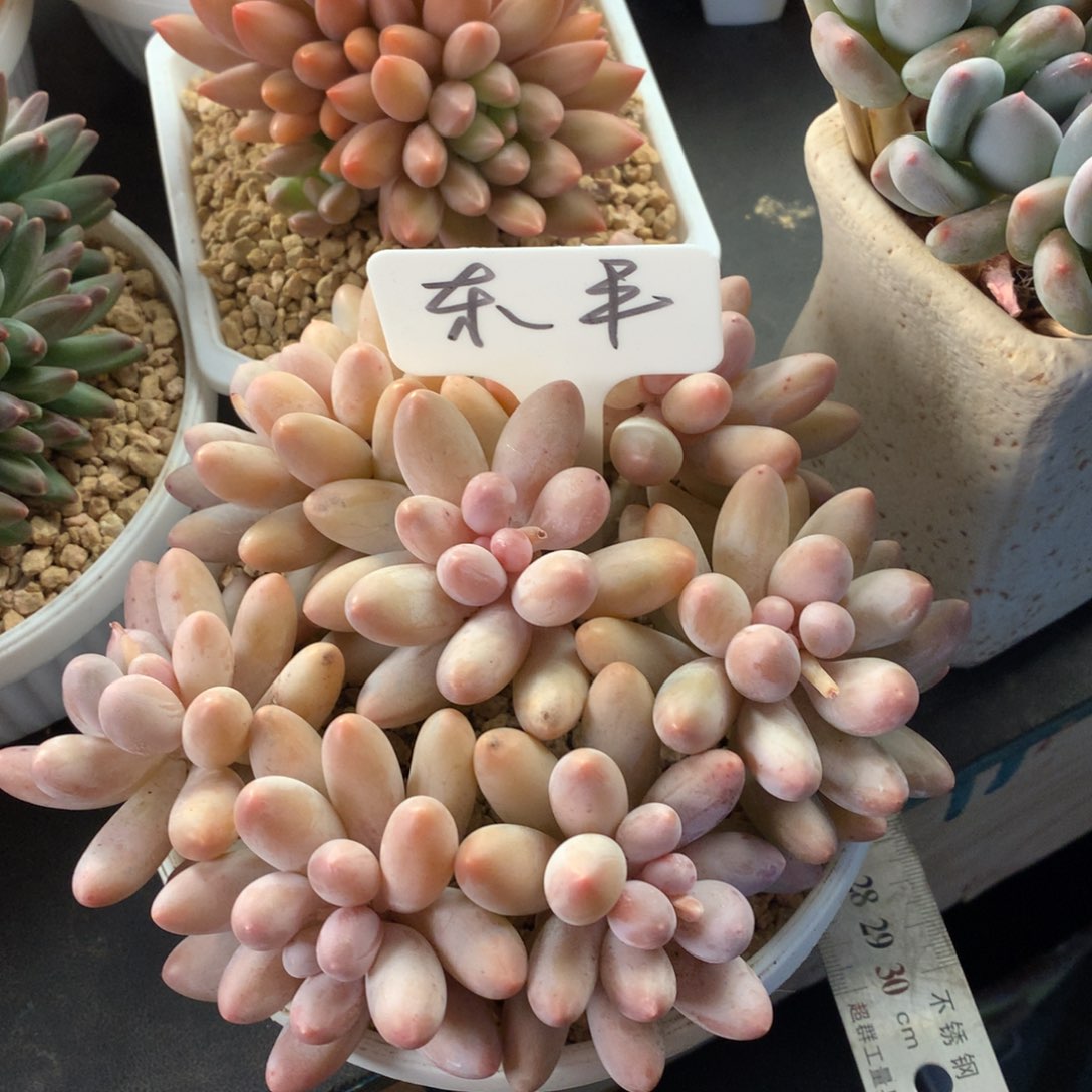 汤圆好看好看好看