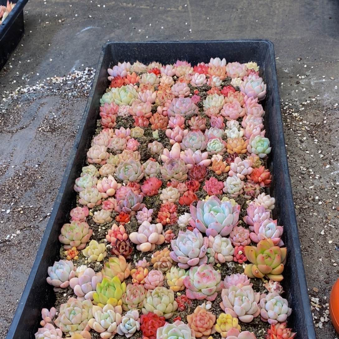 979多肉植物保护研究所所长