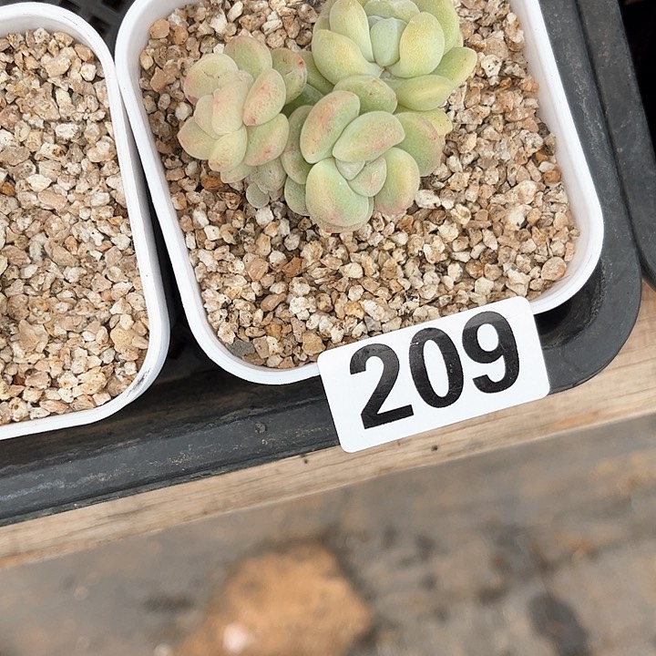 M****t多肉植物一物一拍