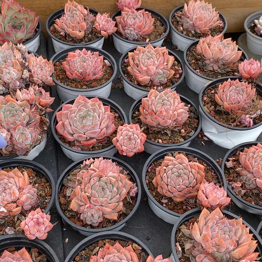 金汇园艺，飘枝霜花