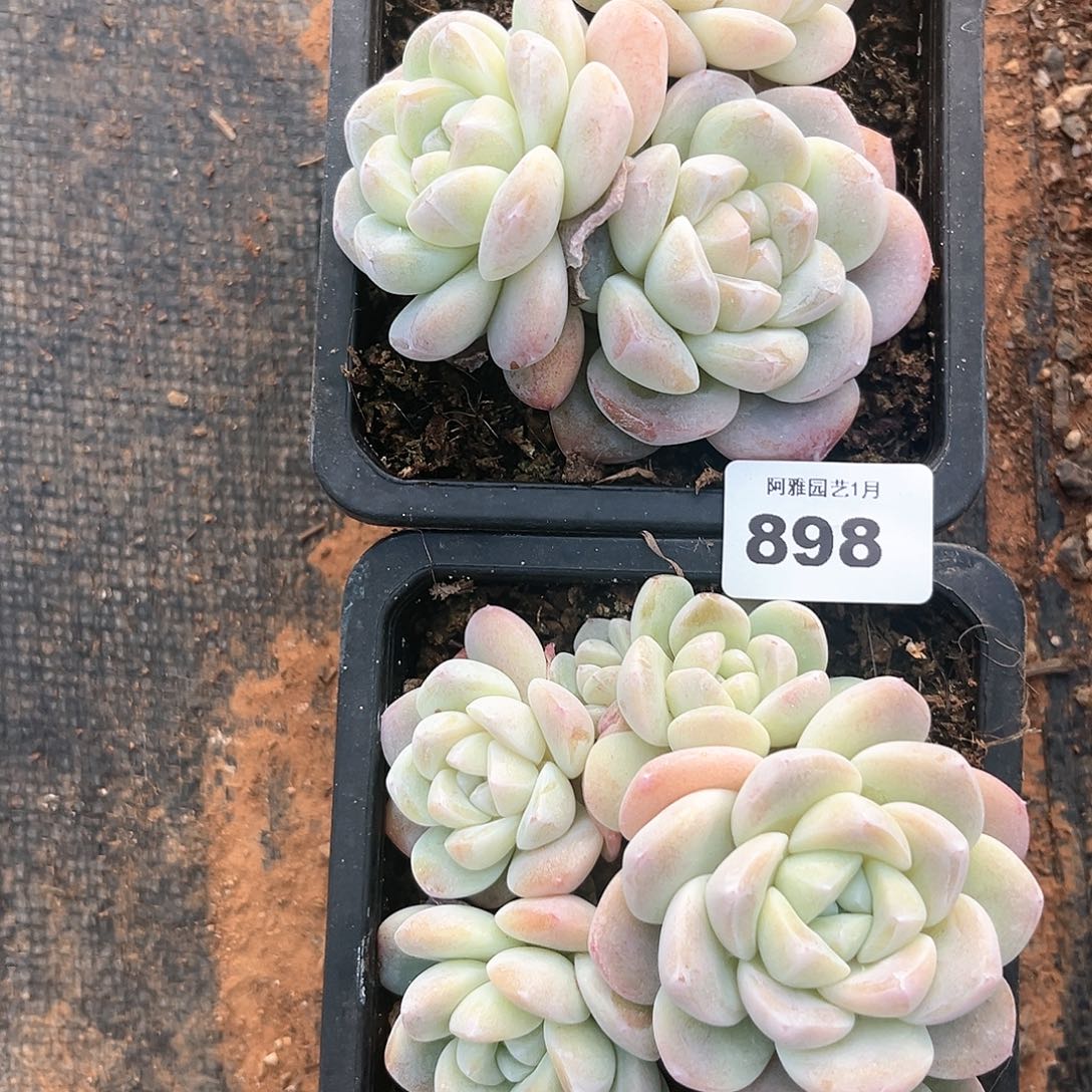 阿雅园艺。          898