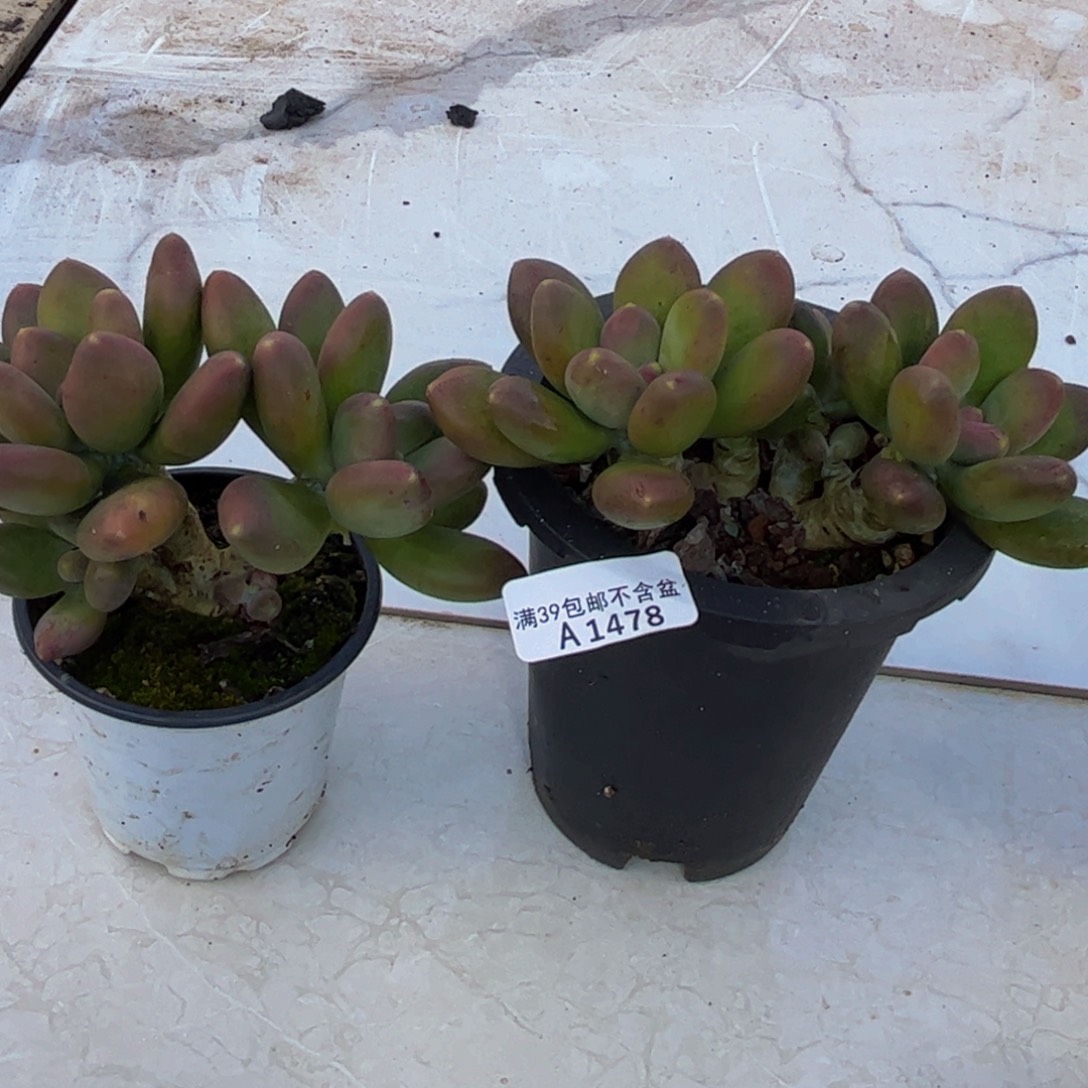 478/2颗芒果奶多肉植物