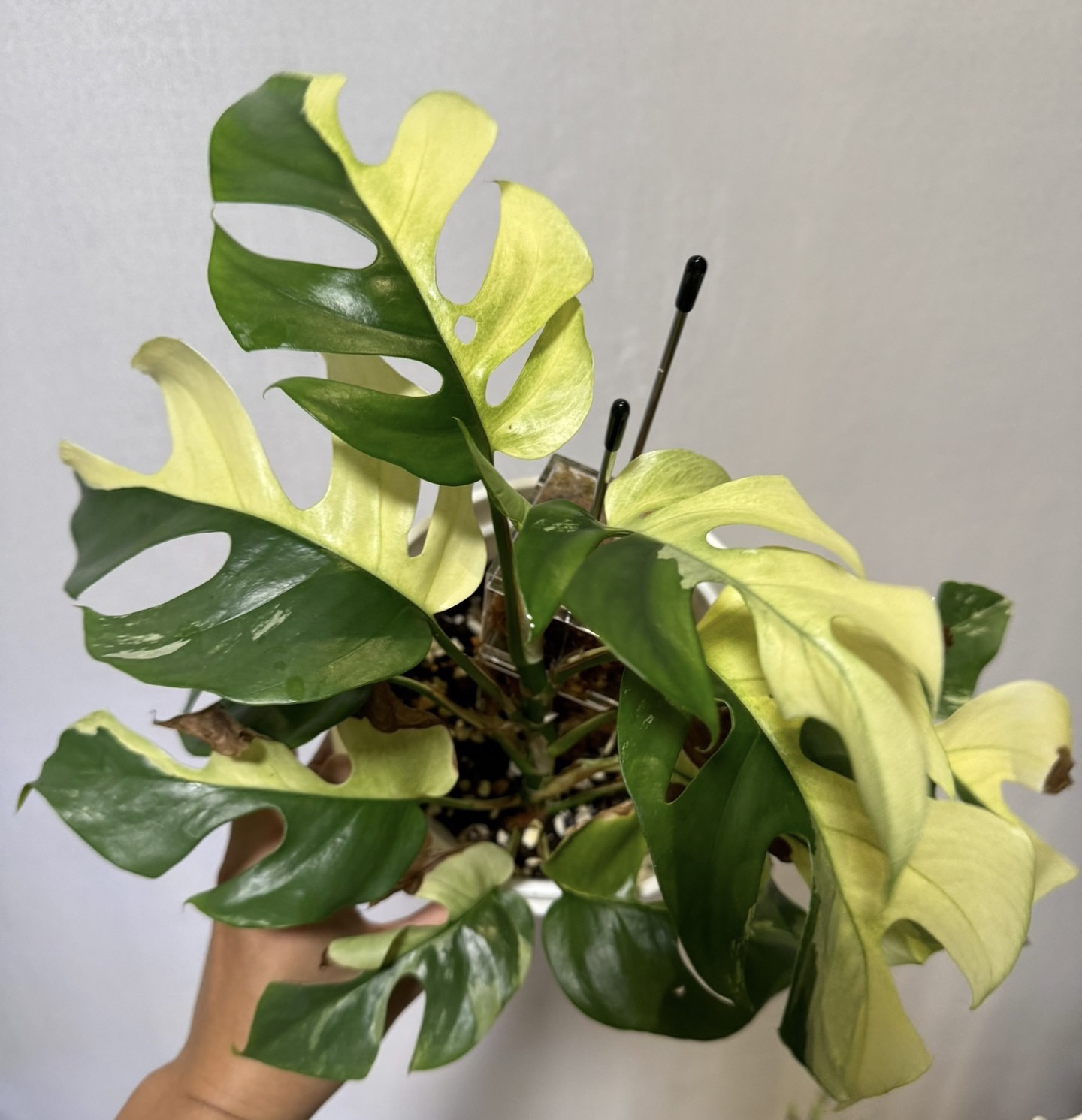 姬龟背竹锦 （图片仅供参考）轻微叶损不包售后十度以下请拍保温棉