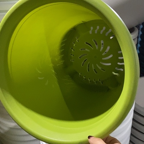 树脂四季7号果绿无托6个特价