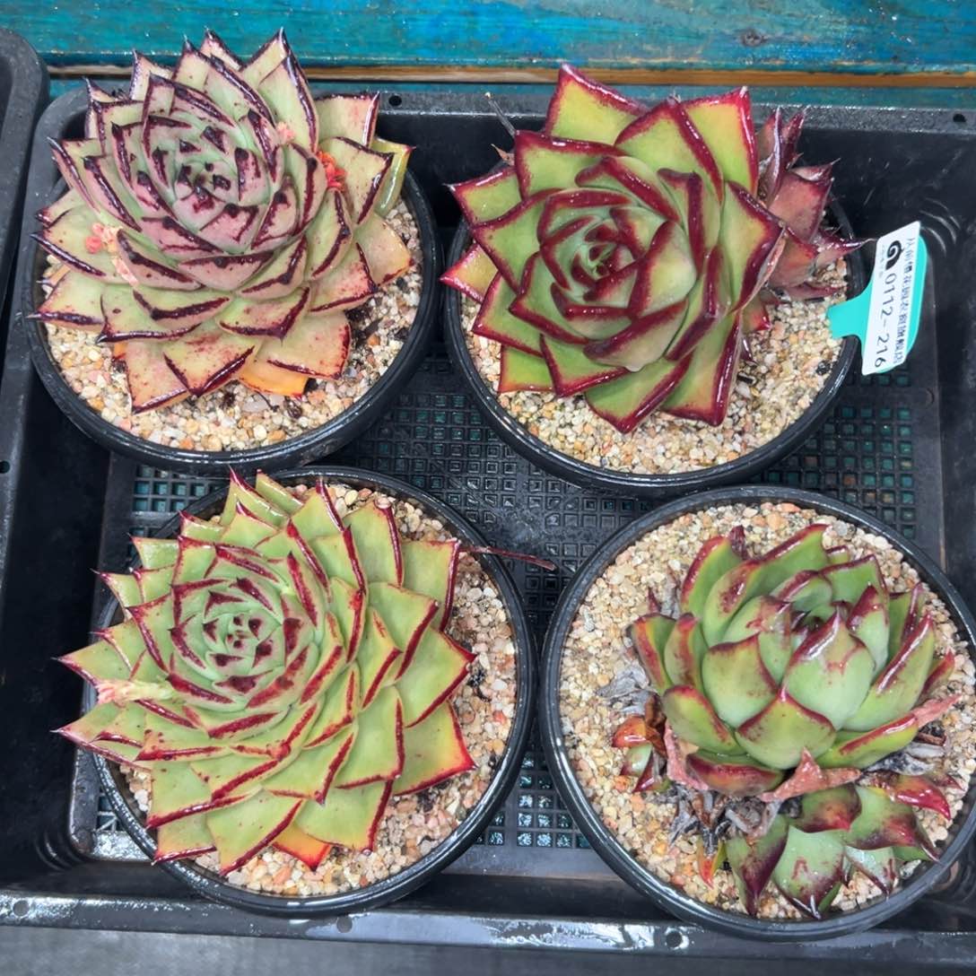 多肉一物一拍0112.216