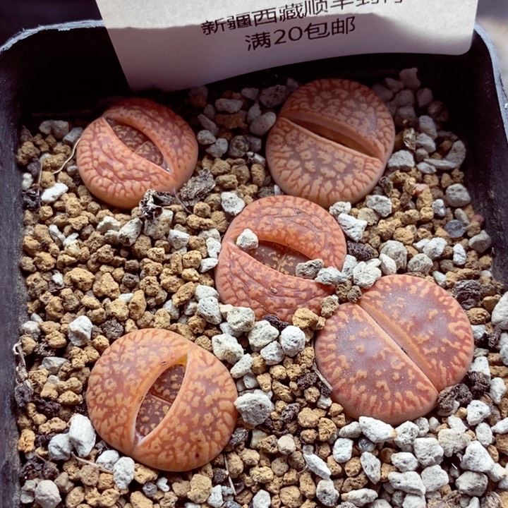 我是一只小小鸟地域鬼的670