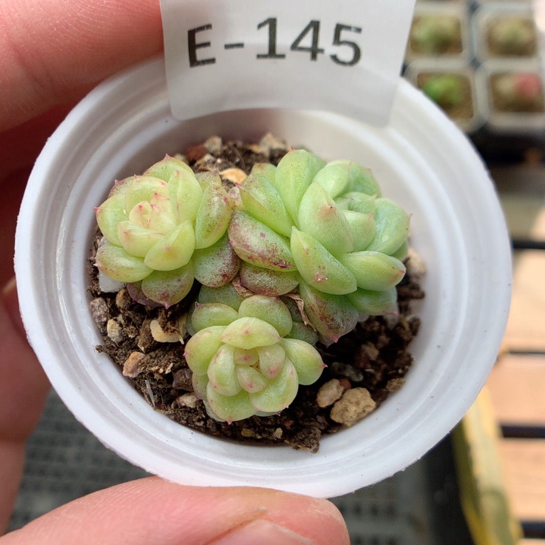 E145秃子绿透珍妮麦杆Q42