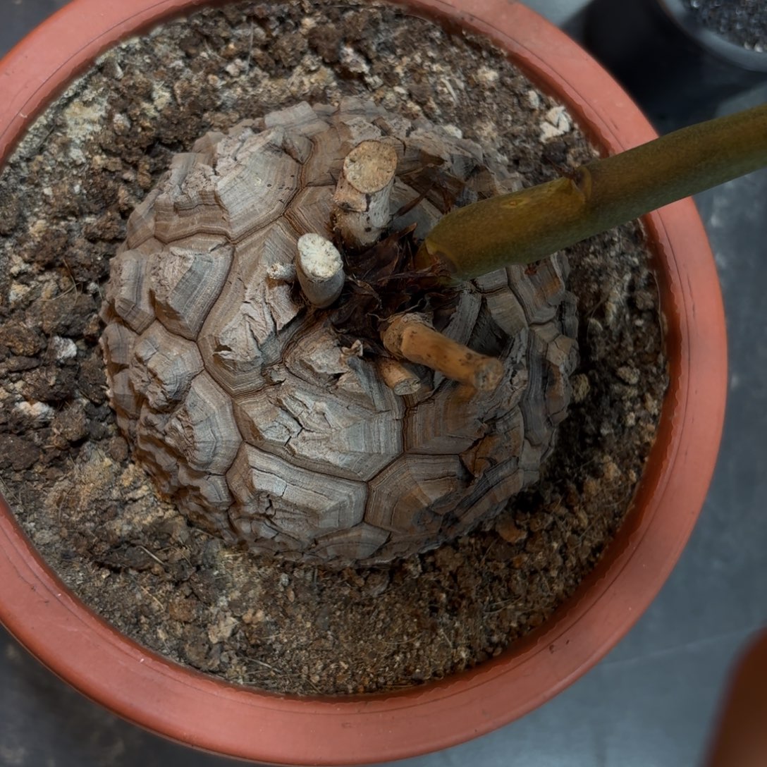 龟甲龙3699996666666666