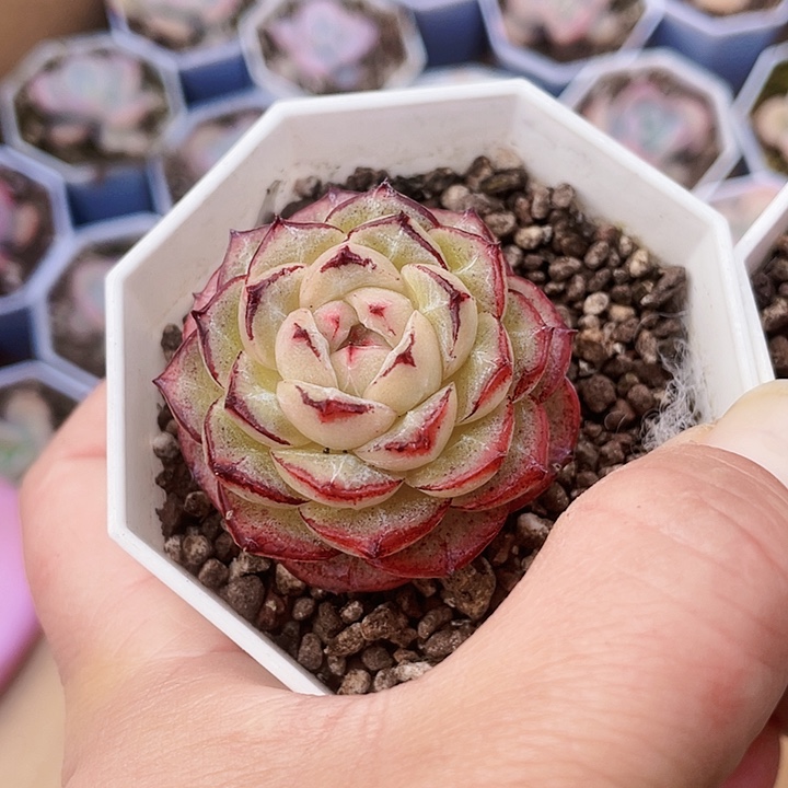 小精品多肉188888888888