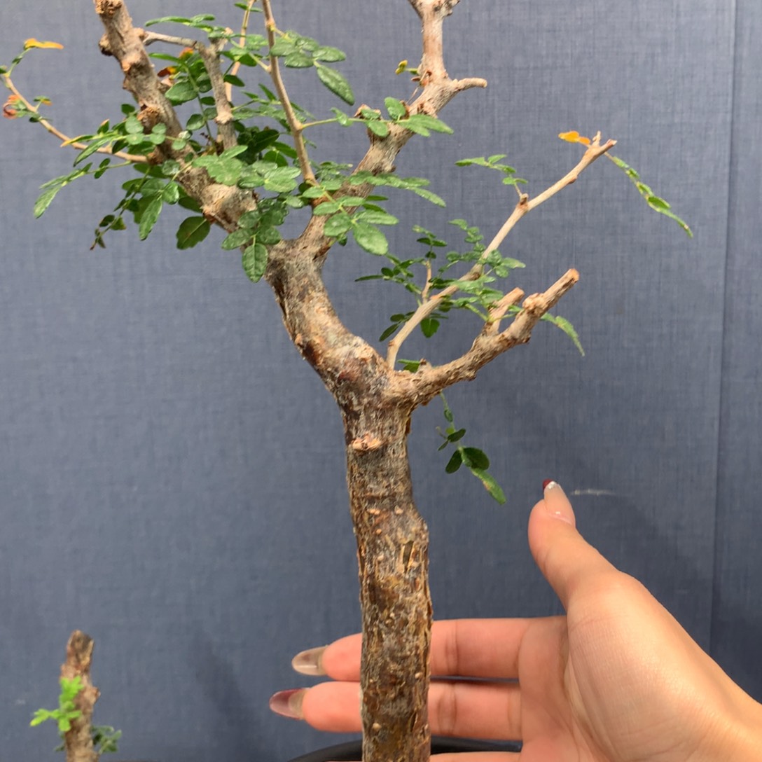 滔天橄榄产地熟桩