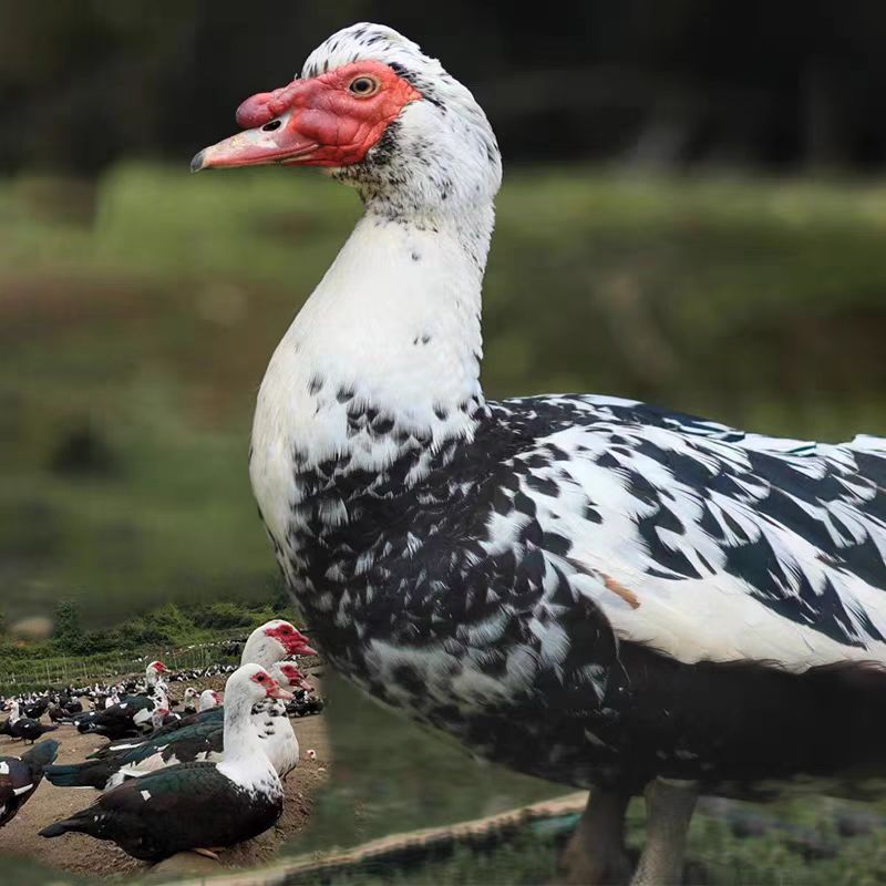 《1斤》宠物  鸭   风头鸭观赏好看   包邮