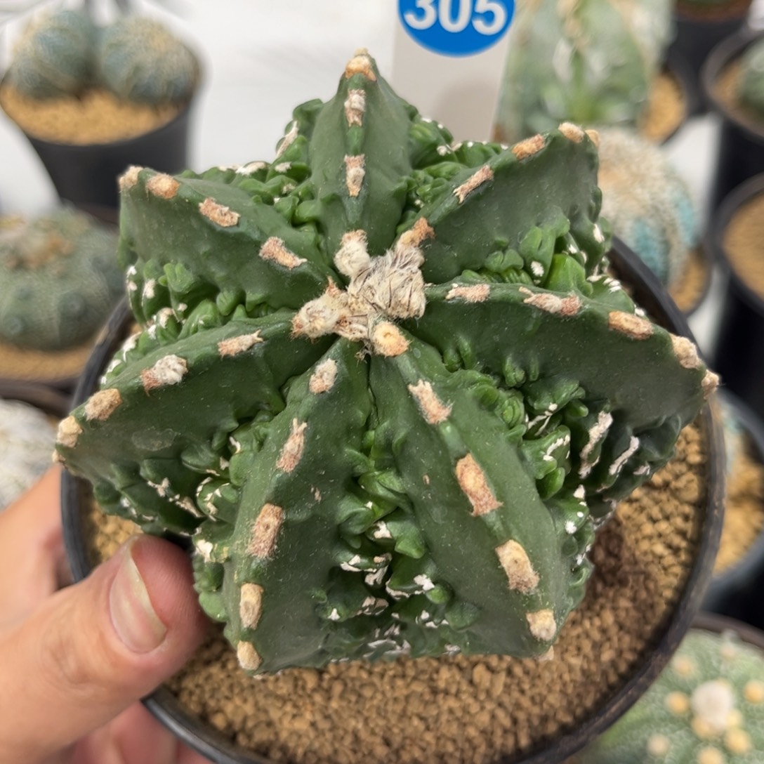 305核桃鸾凤玉带盆带土（刚长新根）