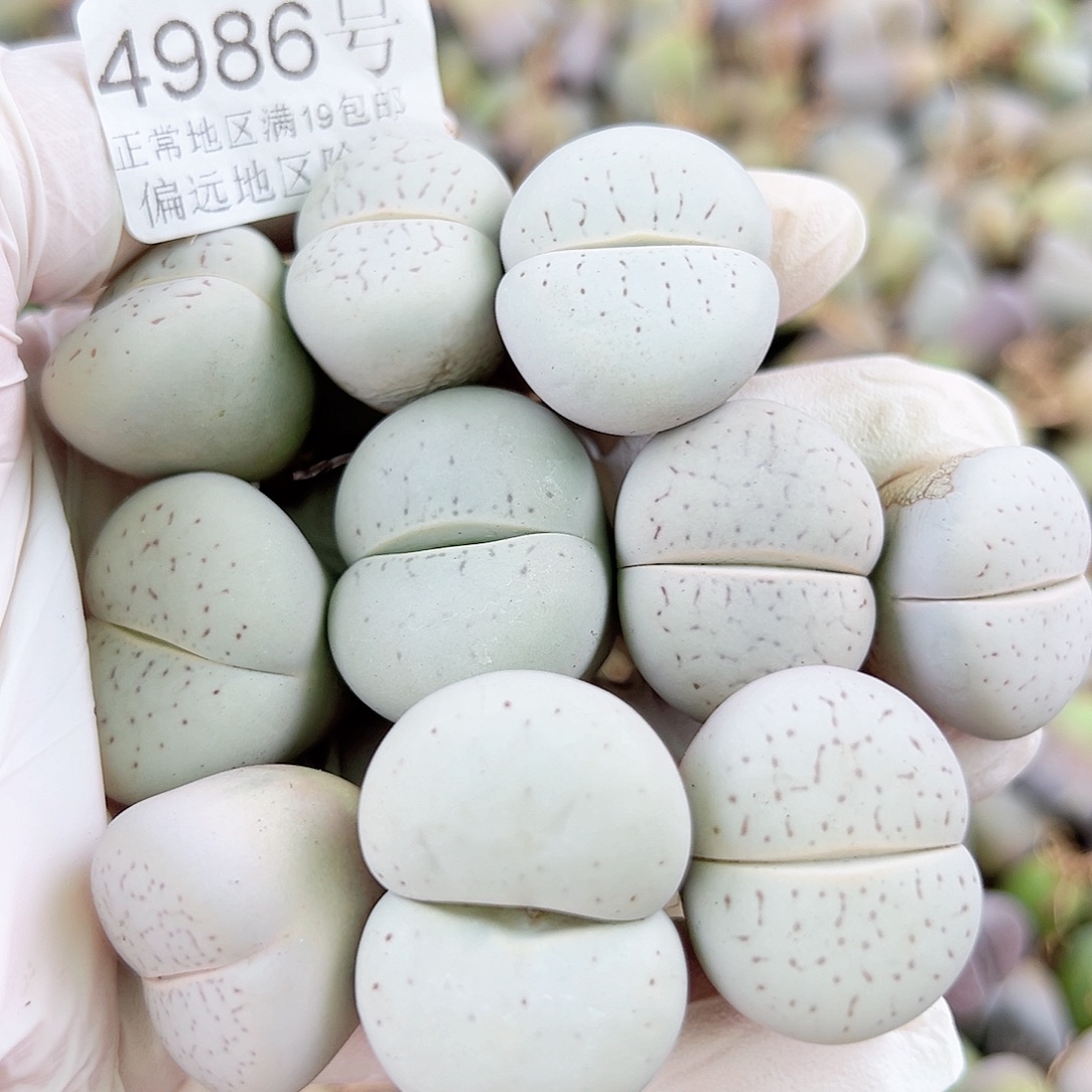 4986四年大白10个2.5-3cm部分侧面老疤特价