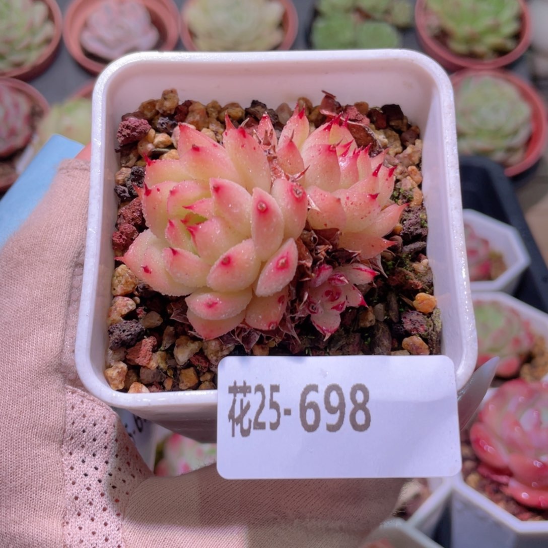 花利美25-698海王
