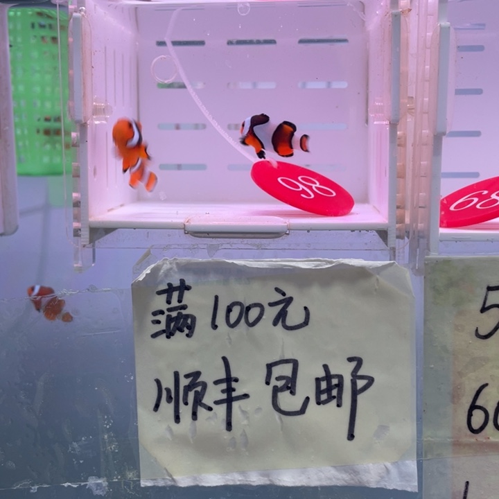 海水鱼精品背心一对2.5-3.5.