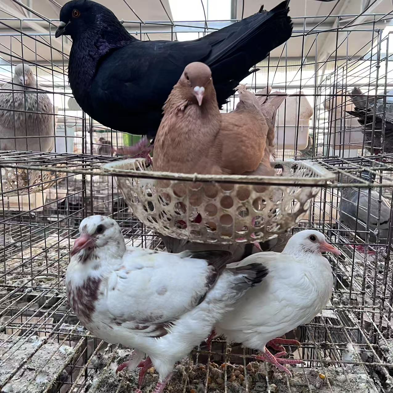 卡奴鸽、丹麦银王、杂交王鸽、各类观赏鸽信鸽鸡