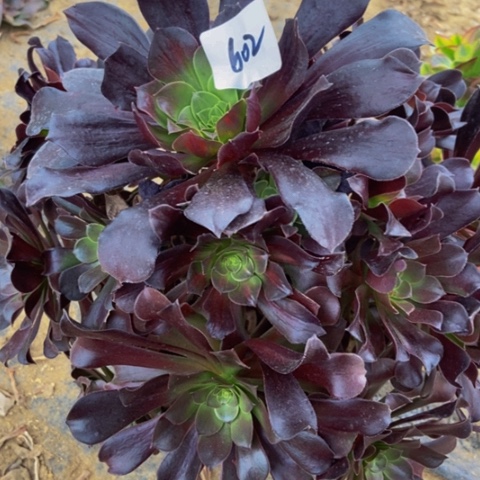 瓯紫多肉植物602多肉