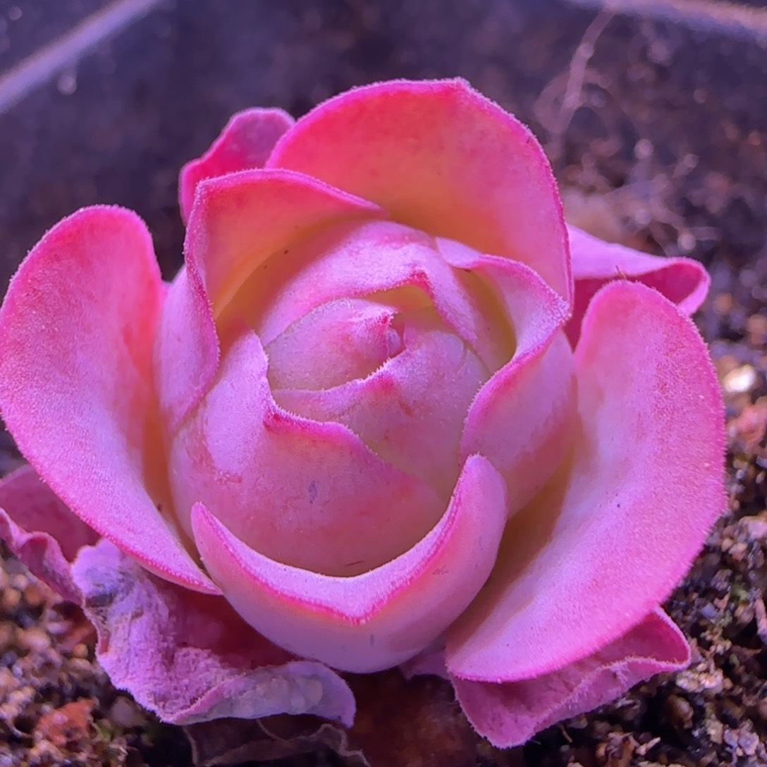 琼台玫瑰七方杯906