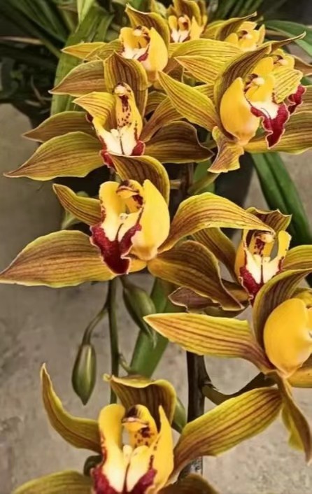 云南原生种，红嘴鸥彩瓣，一物一拍