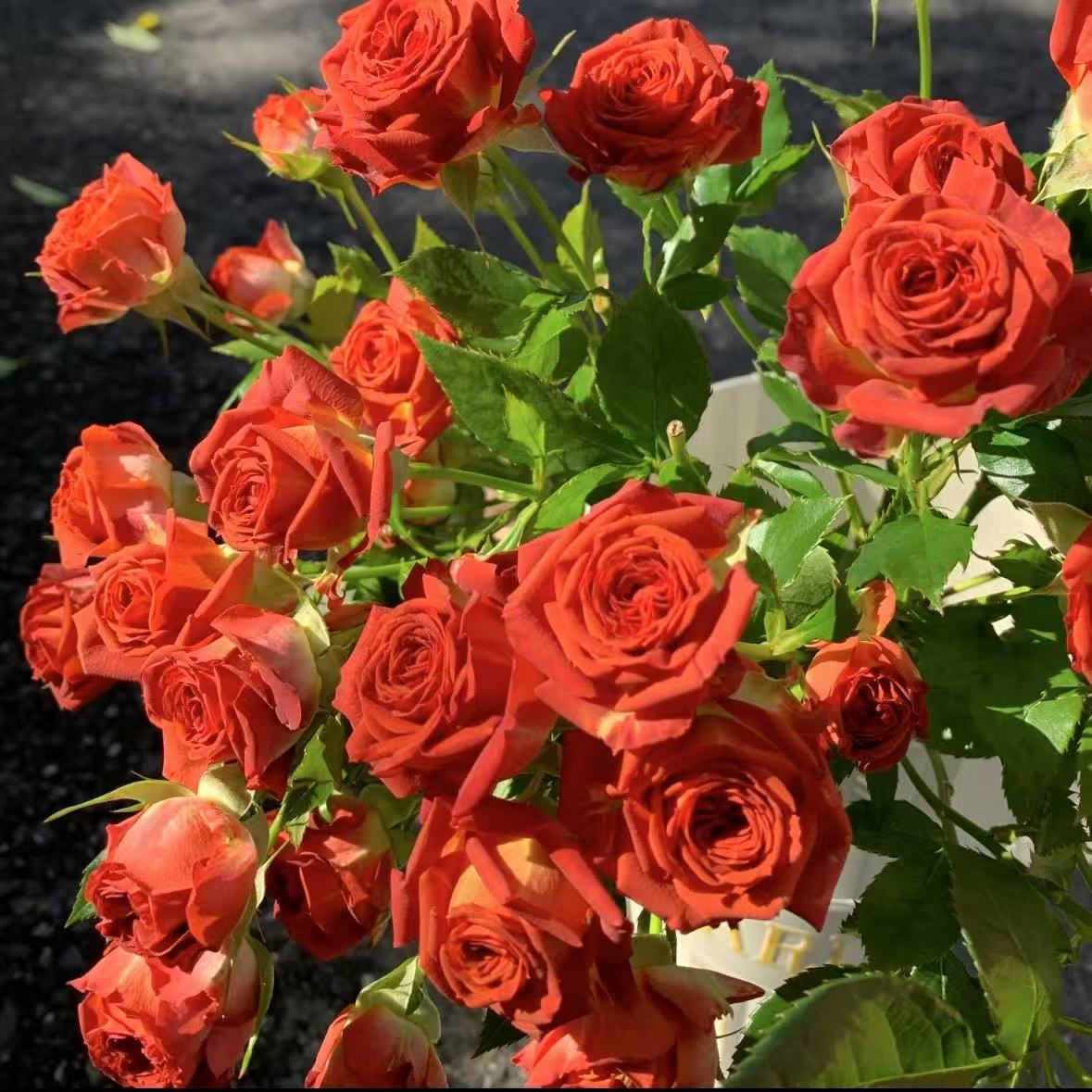 【巧克力泡泡】一单也包邮 两单加品牌营养液5包  云南基地鲜花批发