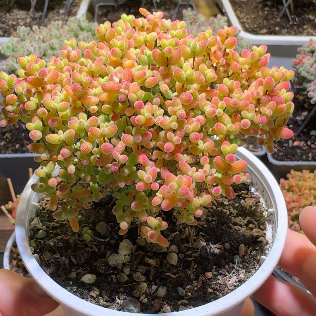 金桔糖球枝干番杏886