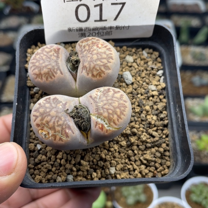 佳人园艺新年福利啦菊017