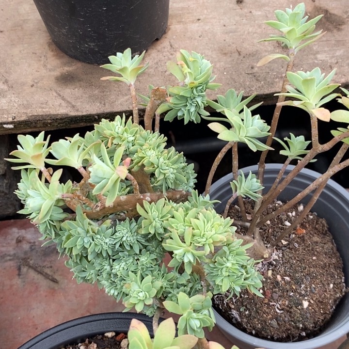 薄化妆缀化整无砍