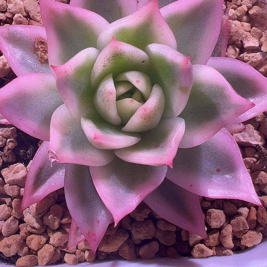 金蝉锦多肉植物饭
