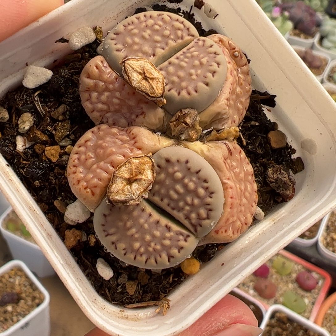 182多肉植物组合