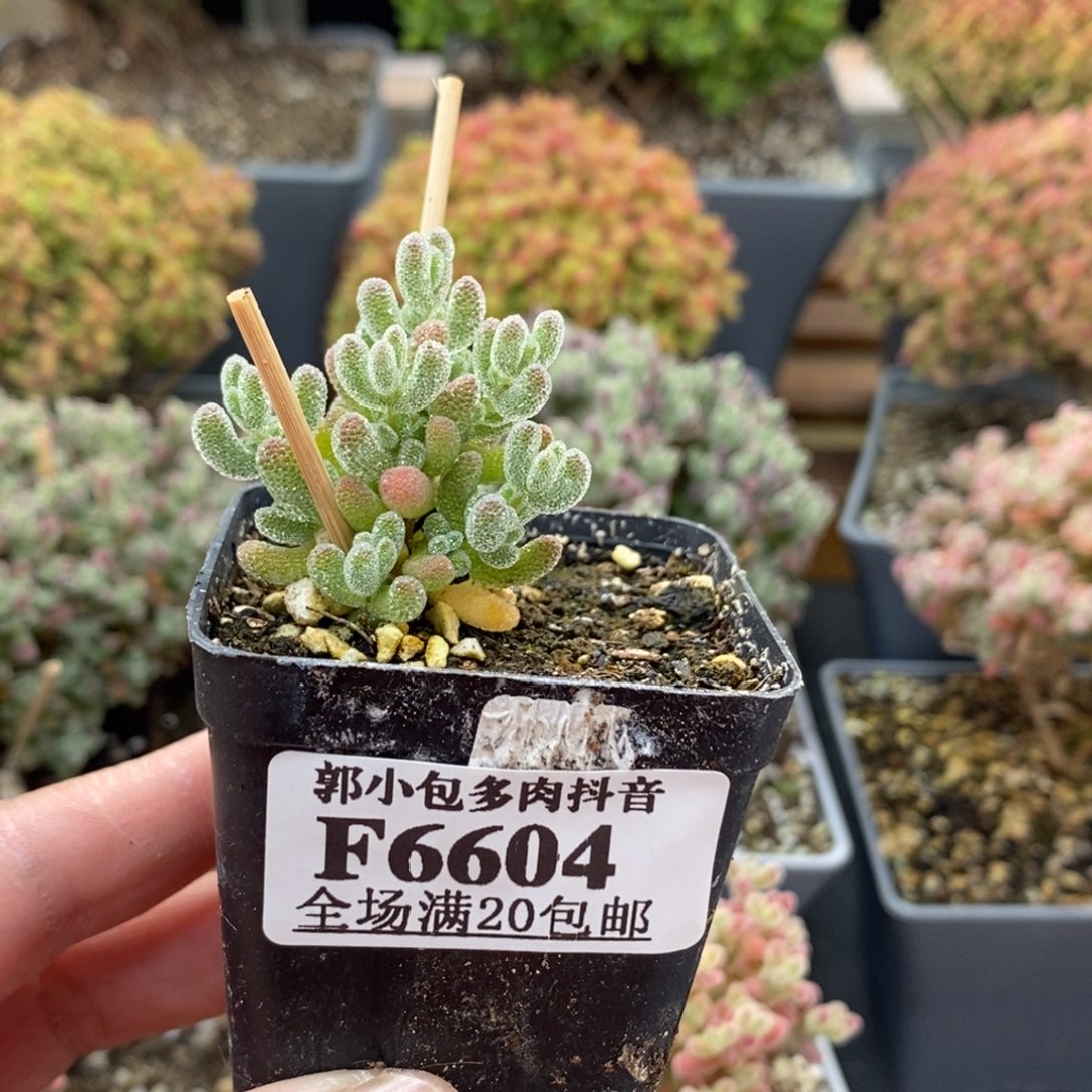 6604冰晶五厘米方盆