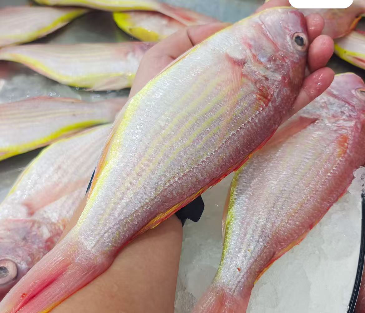 大号新鲜红三鱼 2-3条斤 共5大斤 速冻发货 顺丰包邮 博贺港码头