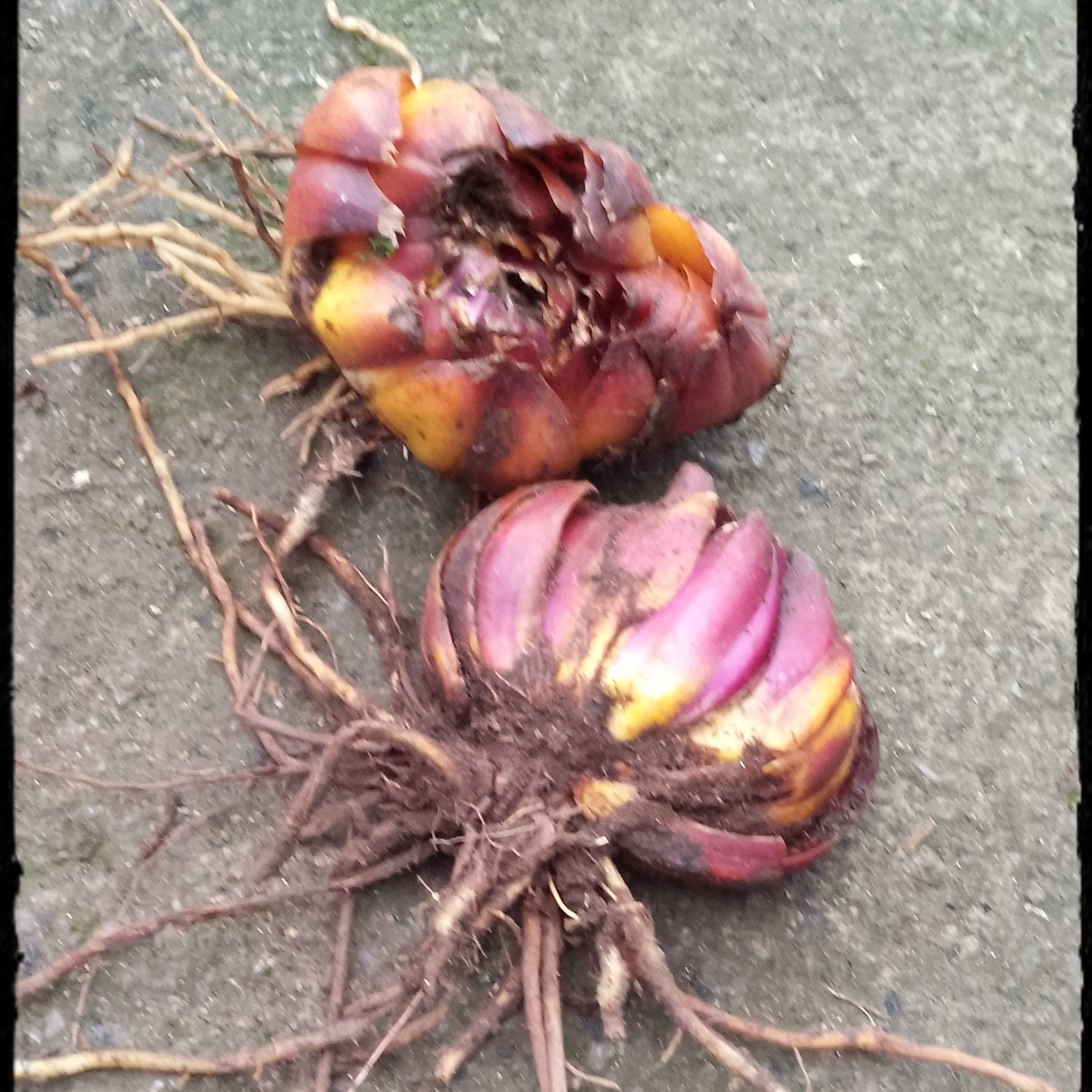 重瓣绿植盆栽百合花种球室内盆栽浓香型百合种球紫色盆栽植物现挖