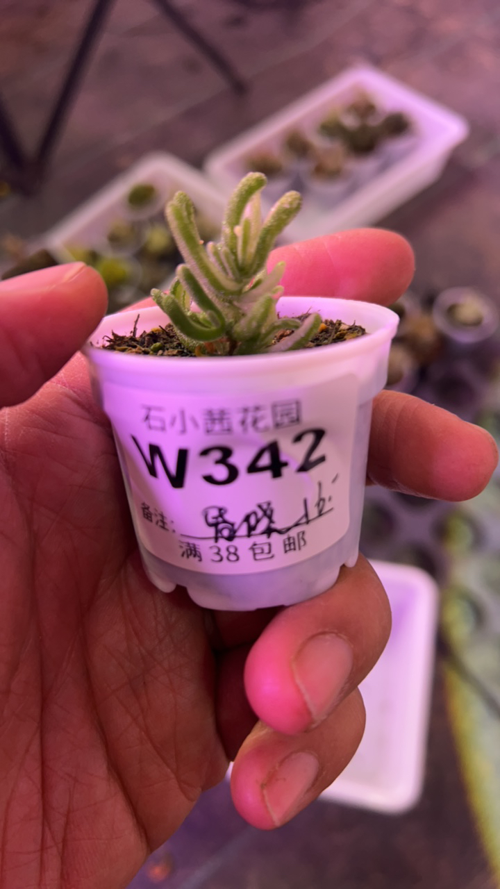 昏晓-荧光兔白锦-多肉植物枝干番杏
