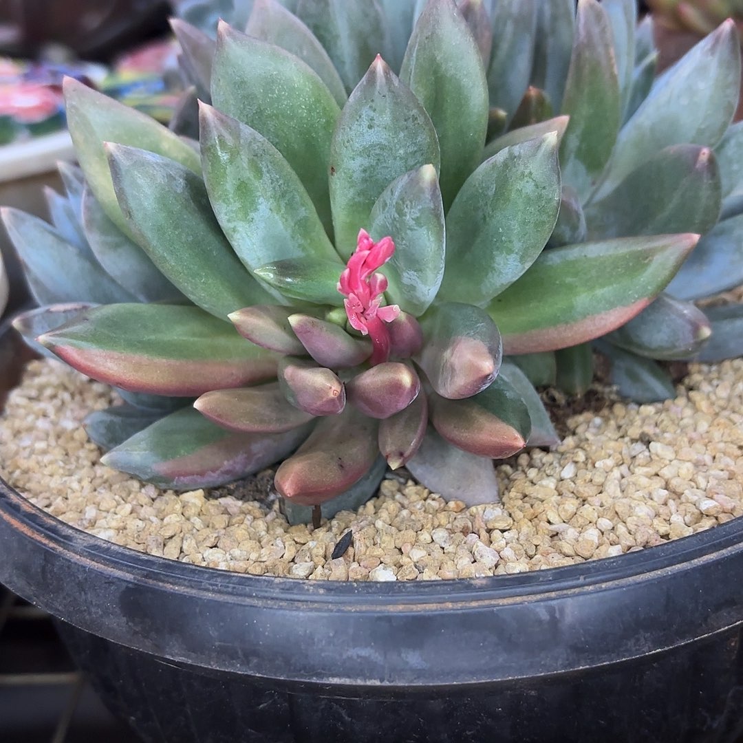 小***…重楼 啦啦天啦咯姑小姨