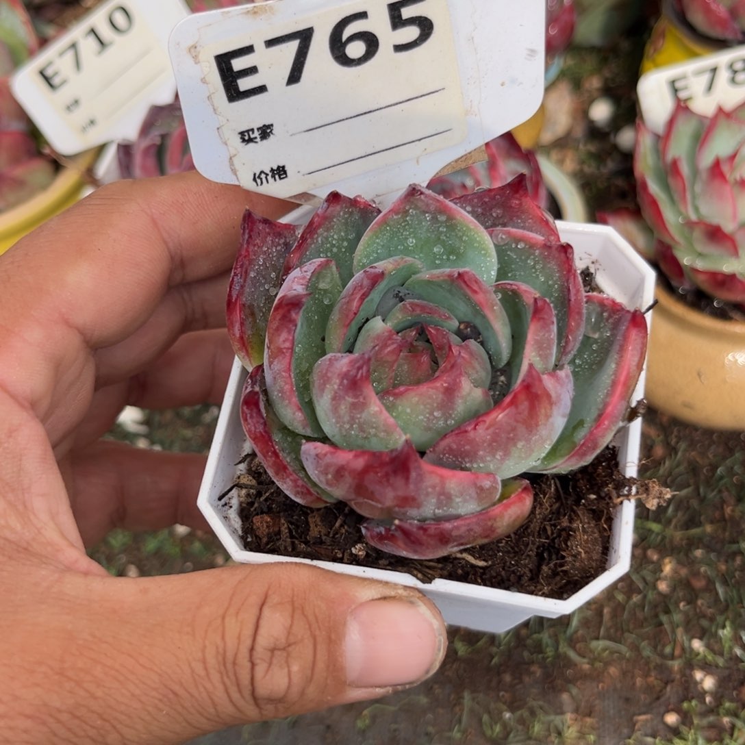 惊鸿一瞥765号多肉