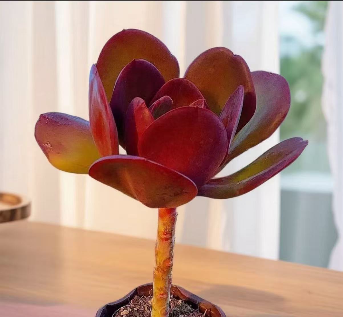 XP 大唐玫瑰  多肉植物 好养 喜阳 基地直发