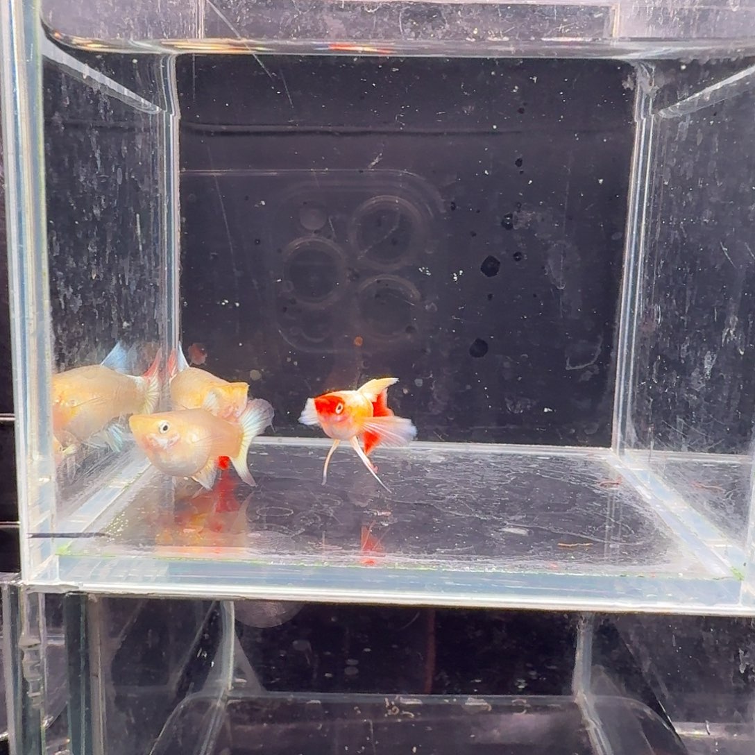 孔雀鱼圣诞2对1长公1短公
