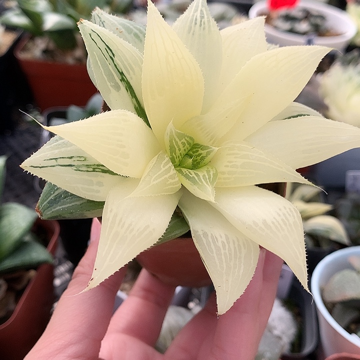 芭提雅寿锦一物一拍